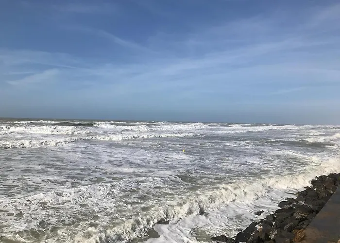 Fetuque Bleue A * Merlimont